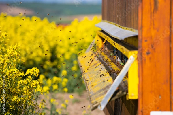 Obraz Beehive boxes for beekeeping and honey collecting in blooming canola field