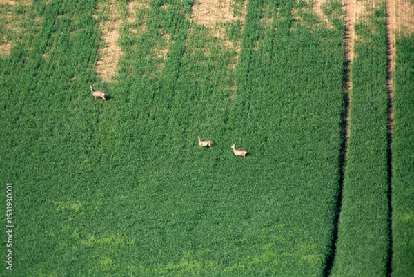 Obraz Roe deer walking in green agricultural fields