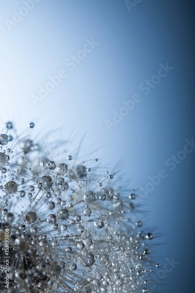Fototapeta big dandelion with water drop on a blue background