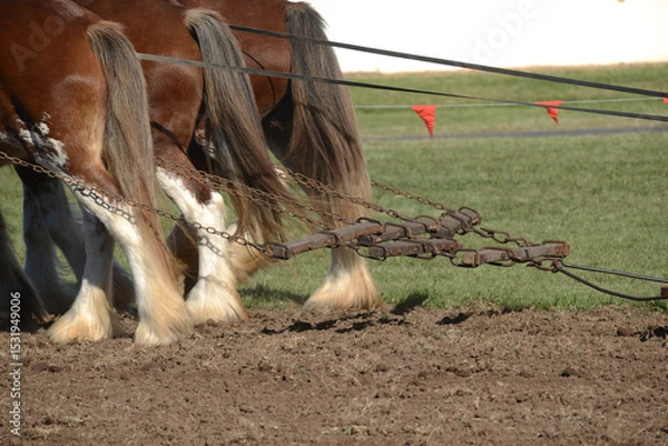 Fototapeta ploughing demonstration