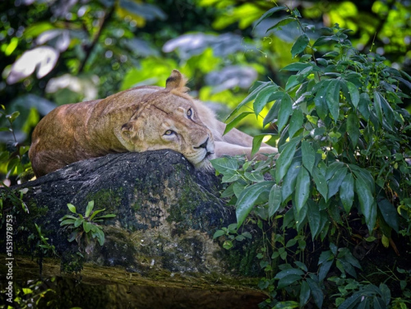 Obraz The Lioness at Rest