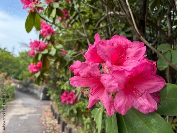 Obraz pink rose bush