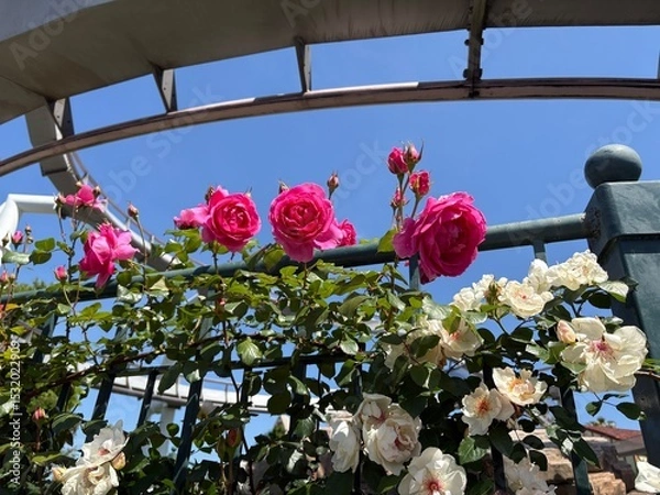 Obraz flowers in the garden