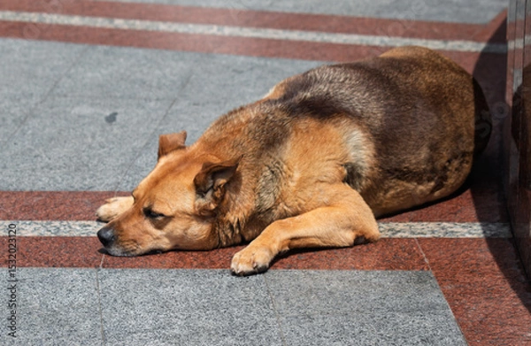 Fototapeta A dog is laying on the ground, looking at the camera