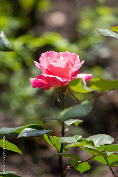 Fototapeta A pink rose is the main focus of the image, with its stem