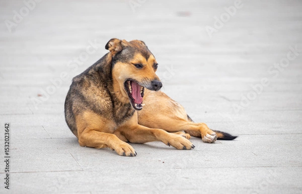 Fototapeta A dog is laying on the ground with its mouth open