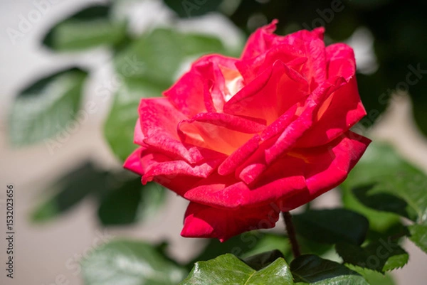 Fototapeta A red rose is in full bloom, with its petals open and its stem visible