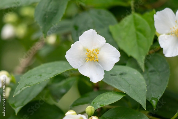 Fototapeta A white flower with yellow centers is in the foreground of a green bush
