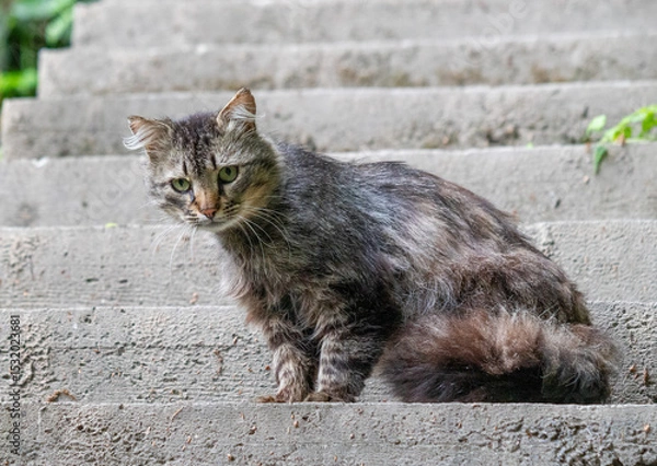 Fototapeta A cat is sitting on a set of stairs
