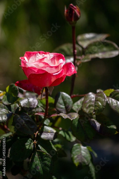 Fototapeta A rose is in full bloom and is surrounded by green leaves