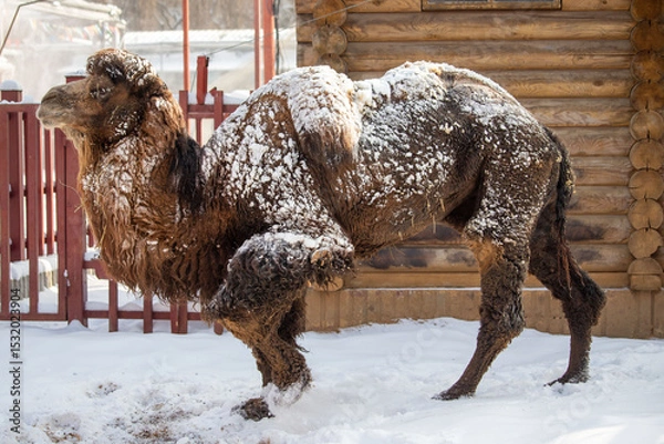 Fototapeta A camel covered in snow is standing in front of a wooden building