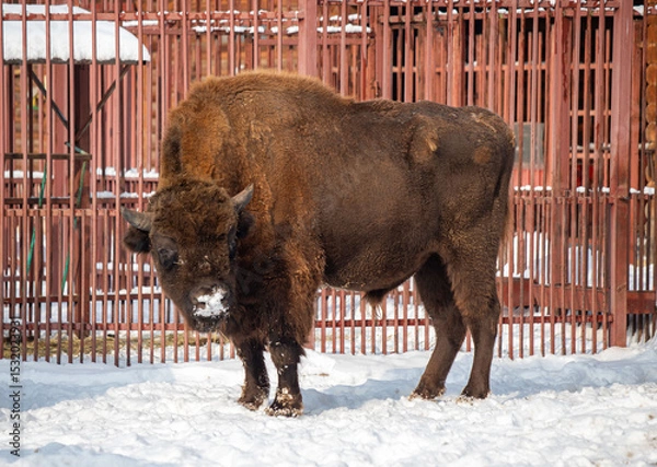 Fototapeta A brown buffalo is standing in the snow next to a fence