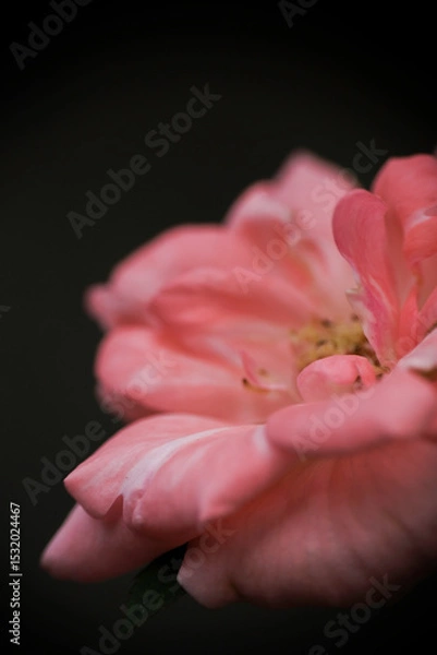 Fototapeta Selective focus, macro photo of peach rose in the home garden