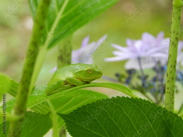 Obraz カエルとアジサイの花