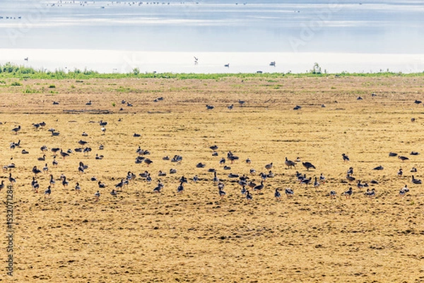 Obraz Flock of greylag geese on a grass meadow by a lake