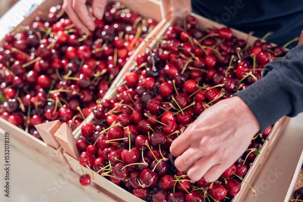 Fototapeta Farmer working and arranging freshly picked cherries in wooden crates.