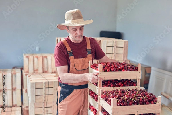 Fototapeta Farmer working and arranging freshly picked cherries in wooden crates.