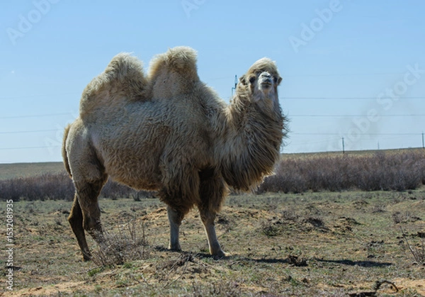 Obraz A dromedary camel standing alone in the wide open steppe under a clear sky.
