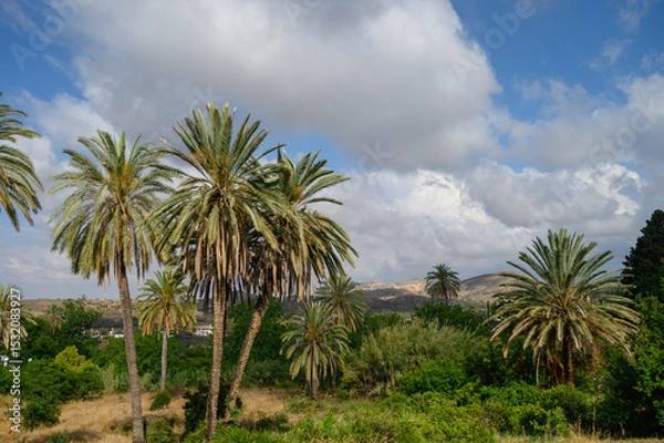Obraz Scenic alley of tall date palms against a backdrop of blue sky and distant mountains in Lefke, Northern Cyprus.