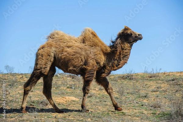Obraz Camel Standing in the Sun on a Dry Landscape