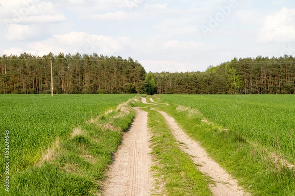 Fototapeta Grain growing on a field in early spring