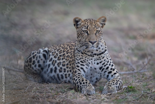 Obraz Female leopard lies staring on fallen branches