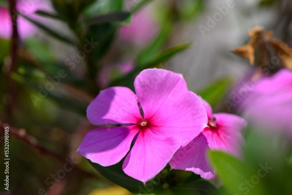 Obraz Pink Catharanthus Roseus Flower with Glossy Leaves in Summer Sunlight