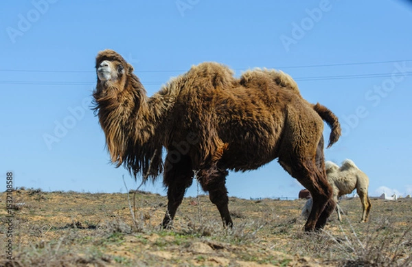 Obraz Lone camel standing in the Astrakhan steppe