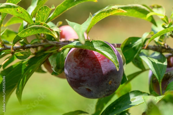 Obraz Purple plums ripening on tree branches under the sun in a Cyprus garden.