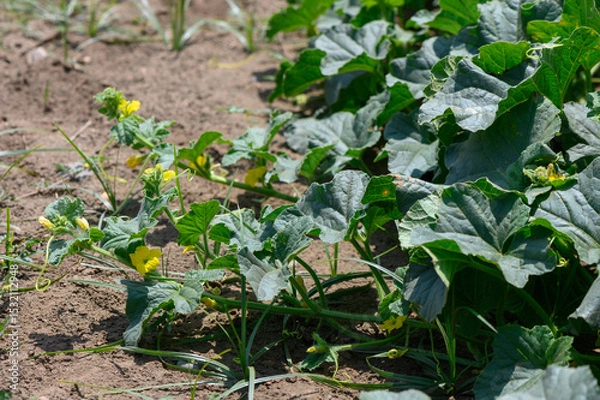 Obraz Zucchini Flowers Blooming in a Cypriot Farm Field