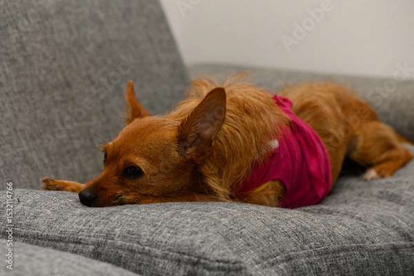 Obraz Red Miniature Pinscher Dog Resting After Surgery with Bandage