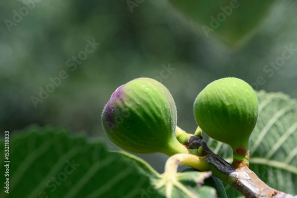 Obraz Close-Up of Figs Hanging on Tree in Cyprus