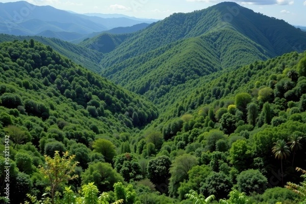 Obraz tropical rainforests contribute significantly to global carbon cycling by absorbing vast amounts of co2 annually through dense vegetation.
