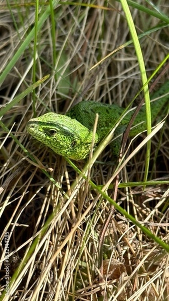 Fototapeta Green lizard close up in the grass