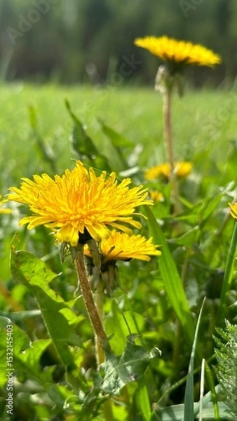 Fototapeta Yellow Dandelions in the Fields