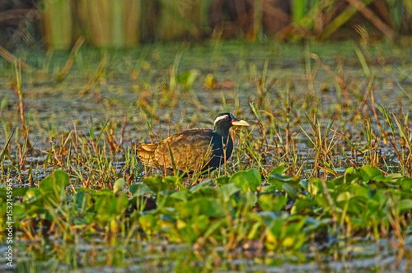 Obraz Ducs in chilka bird sanctuary in odisha in india