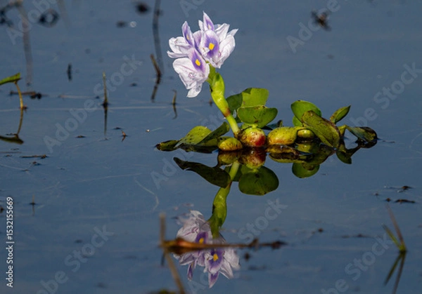Obraz Water Hyacinth plant  in chilka bird sanctuary in odisha in india 
