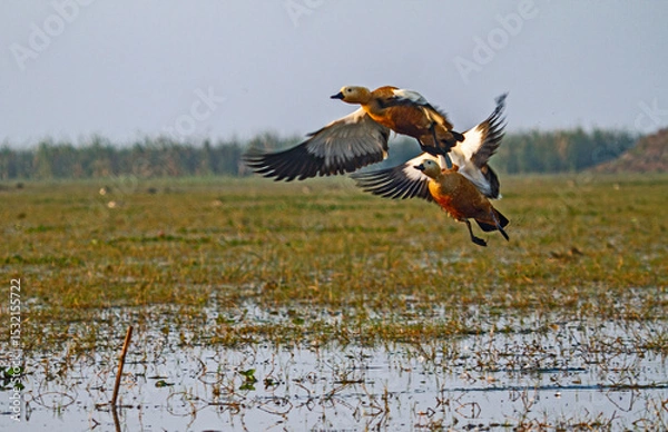 Obraz ducks in chilka bird sanctuary in odisha in india in golden light
