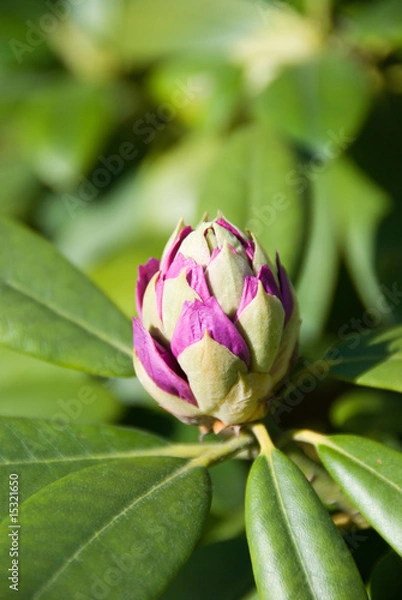 Obraz Rhododendron.