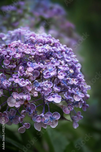 Fototapeta Close-up of purple hydrangea in rain

