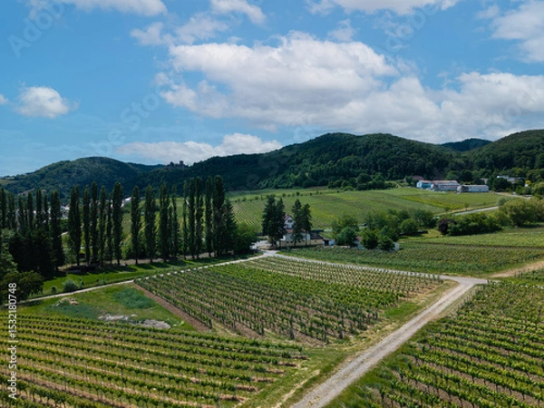 Fototapeta Aerial view of vineyards in the Palatinate region during summer. Lush green rows of vines stretch across rolling hills under clear skies. Peaceful rural landscape from a bird’s-eye view.