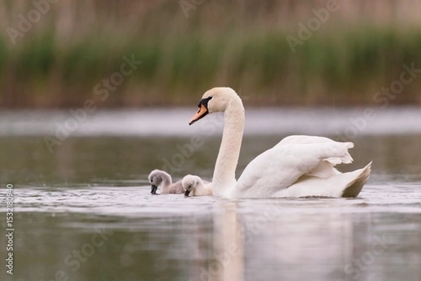 Fototapeta A mute swan with two ducklings swims on the lake. Cygnus olor