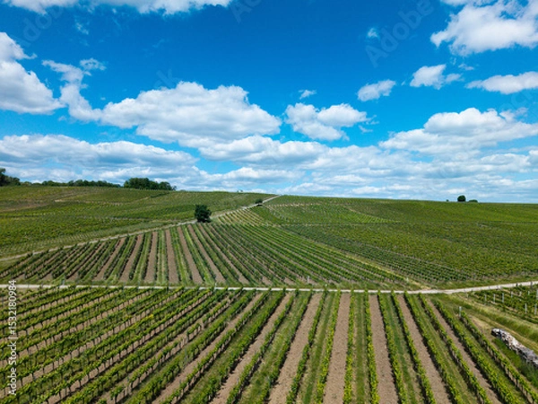 Fototapeta Aerial view of vineyards in the Palatinate region during summer. Lush green rows of vines stretch across rolling hills under clear skies. Peaceful rural landscape from a bird’s-eye view.