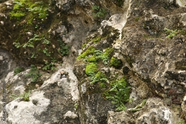 Obraz Rocks covered with green moss as background, closeup