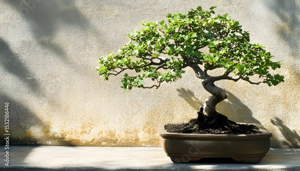 Obraz A potted bonsai tree situated next to a wall