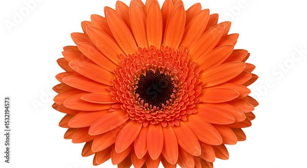 Fototapeta A vibrant orange Gerbera Daisy radiating pure joy and warmth reminiscent of summer sunsets on transparent background