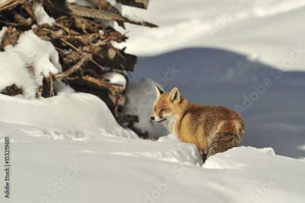 Obraz volpe inverno 7904