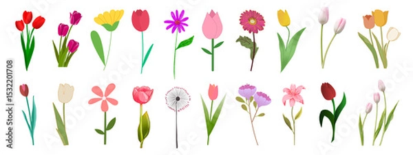 Fototapeta set of colorful tulips isolated on white background, Aesthetic tulip stickers PNG