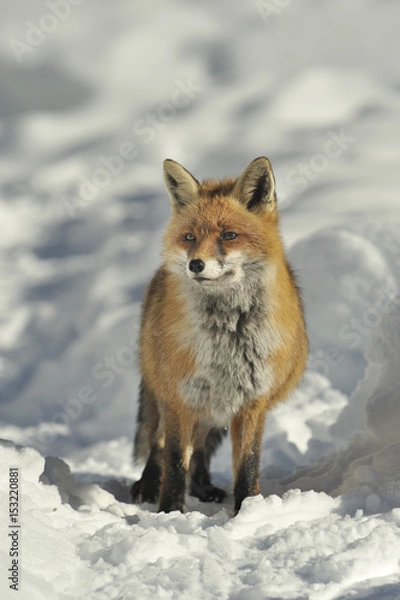 Obraz Lis zimowy 7795