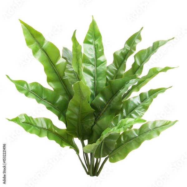 Fototapeta Bird's Nest Fern, Bird's nest fern green leaves, isolated on transparent background